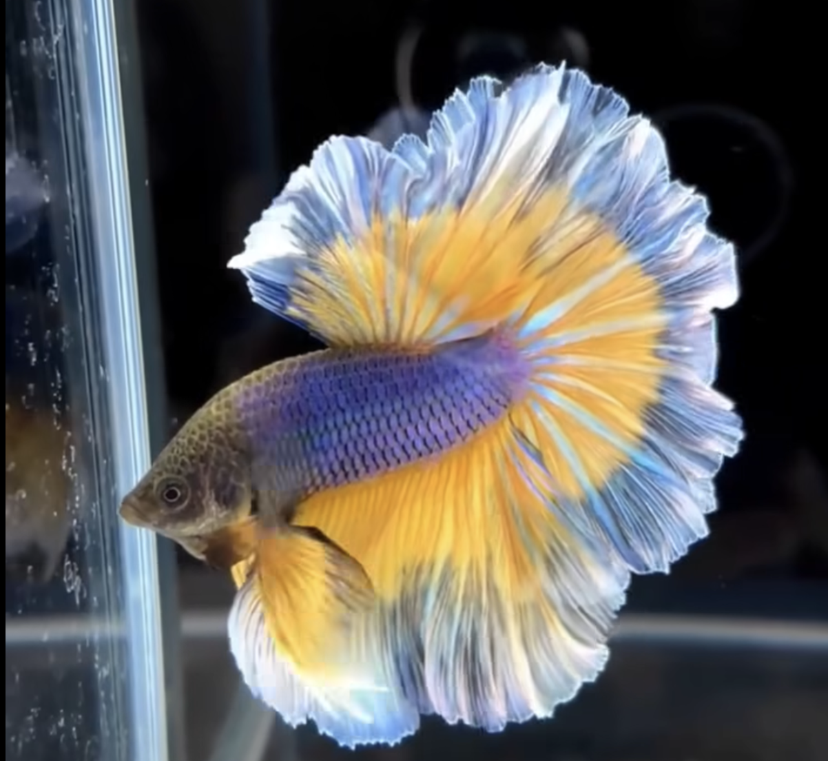 Acuicultura de peces ornamentales